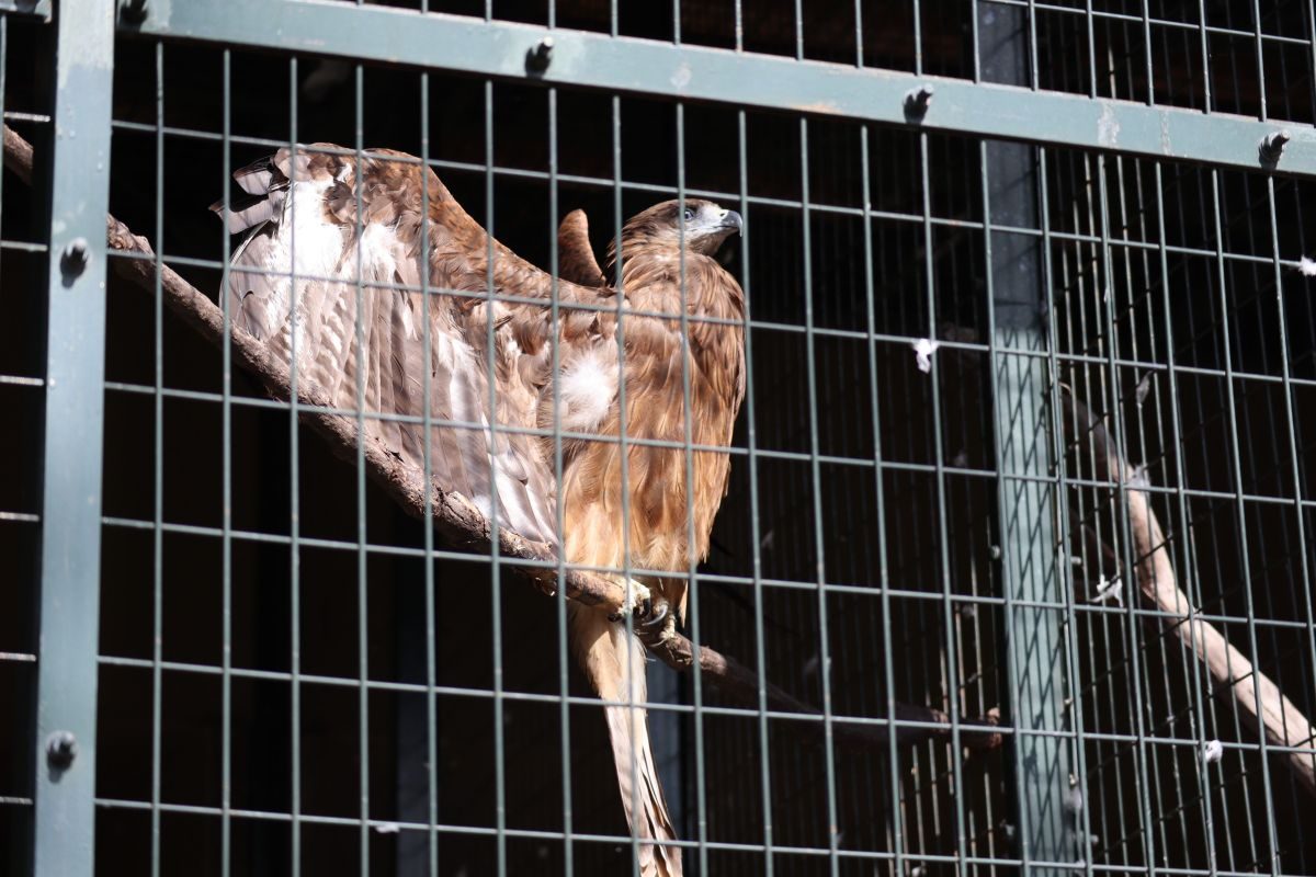 札幌円山動物園の 猛禽舎とフクロウとタカの森の紹介！ - 動物園