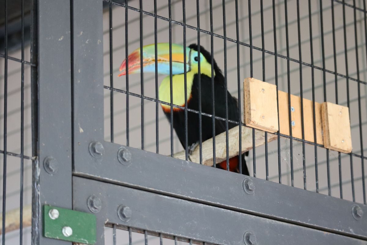 札幌円山動物園の熱帯鳥類館 動物園 水族館に行こう