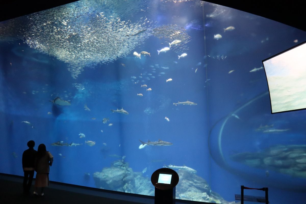 関東のサメ・エイの展示が充実している水族館の紹介！！ - 動物園&水族館に行こう！！