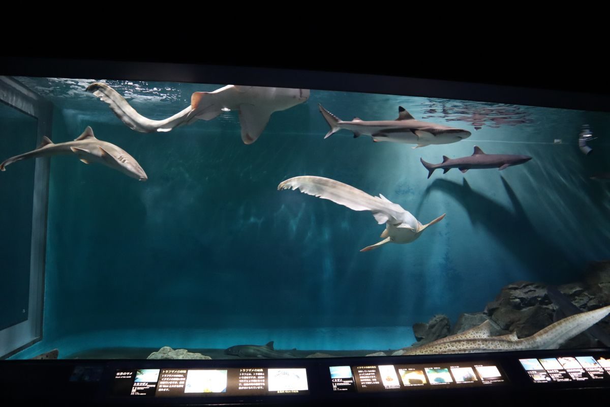 関東のサメ・エイの展示が充実している水族館の紹介！！ - 動物園&水族館に行こう！！