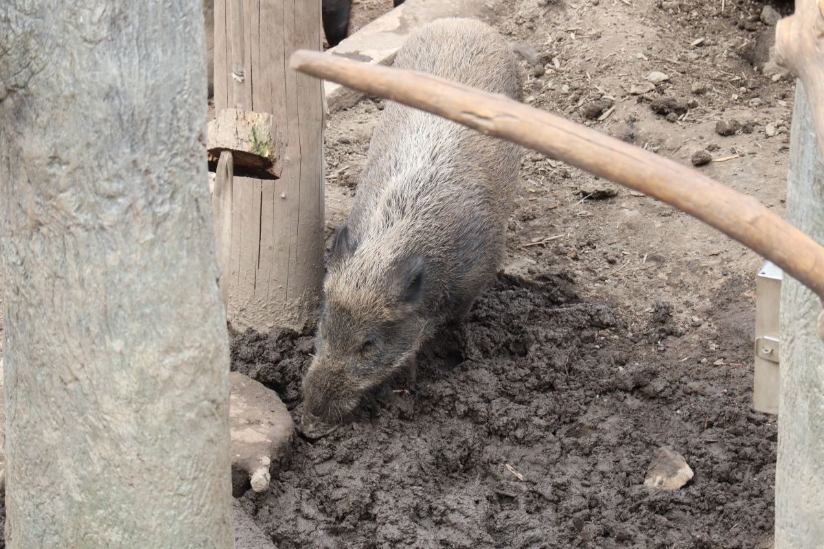 旭山動物園の さる山 サル舎の紹介 動物園 水族館に行こう