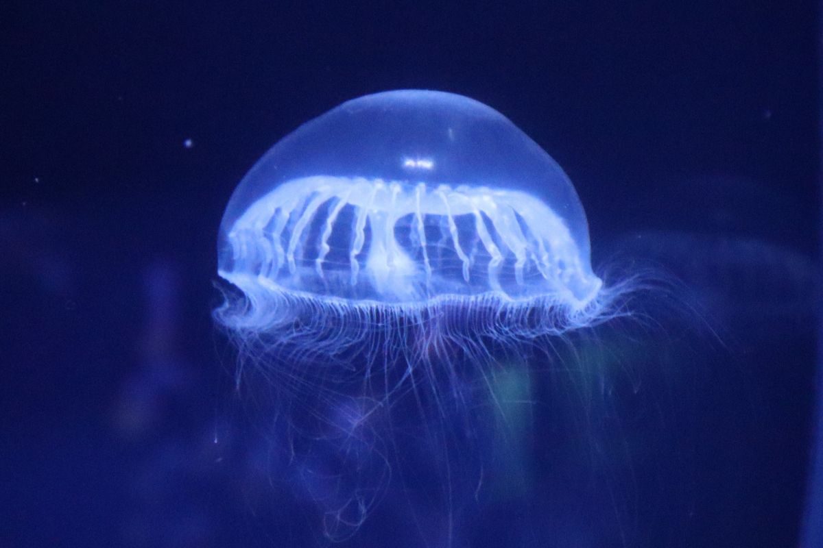 クラゲ Pino Signoretto クラゲ | 全ての商品 | 黒壁公式オンラインショップ